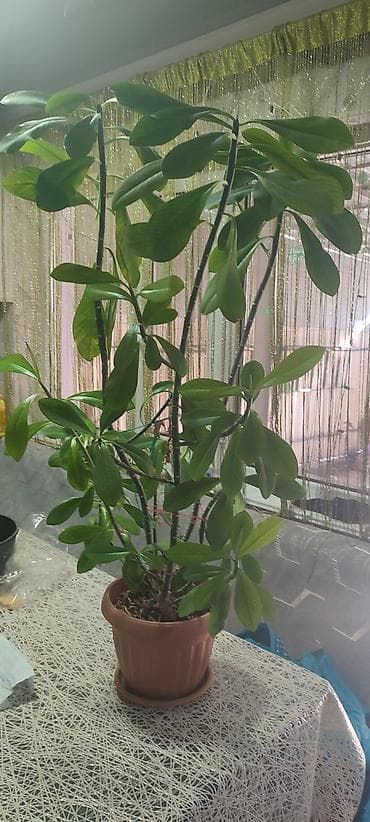 Инструменттер: Продам — 2