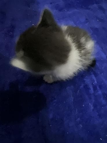 котята не дорого: Беспородная, 1 месяц, Мальчик — 3