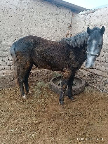 собака дратхар: Продаю | Жеребец | Рабочий — 1