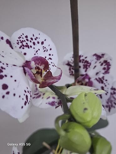 Орхидея фаленопсис с контрастным окрашиванием лепестков: белая основа