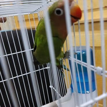 попугай неразлучник купить: Неразлучник Фишера не настолько распространен как масковый или — 2