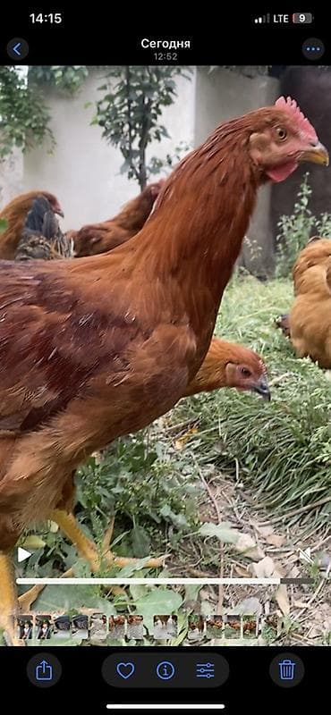 голуби животные: Продаю | Куры | Бройлерная | Для разведения — 2