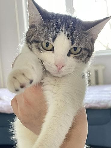 кошко: Отдам котенка 6 месяцев в добрые руки. К лотку приучена, все прививки — 1