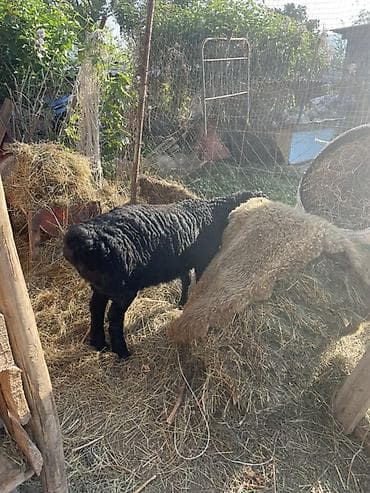 Продам с/х животных: Продаю | Овца (самка), Ягненок | Арашан | Для разведения | Племенные, Ярка — 5