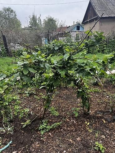 карликовой кури: Ежевика садовая безшипная — саженцы/кусты Описание: - Сорт ежевики — 1