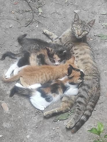 Животные: Кошка даром: Беспородная, Мальчик — 4