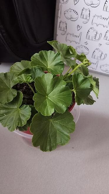 розы в колбе: Пеларгония (герань) в горшке – комнатные цветы с крупными шаровидными — 9