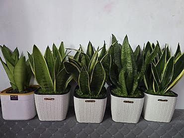 Драцены и Сансевиерии: Сансевиерия (Щучий хвост) в декоративных кашпо - Разновидности — 1