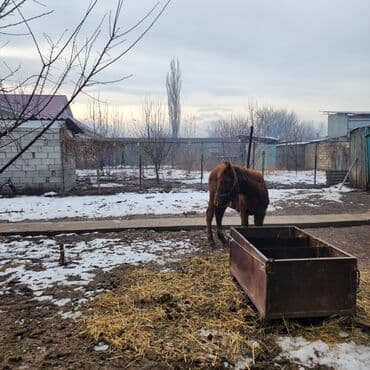белый мёд: Продаю | Конь (самец), Жеребенок | Английская, Полукровка | Конный спорт, Для разведения — 9