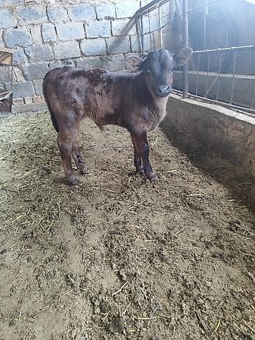 Продаю | Бык (самец) | На откорм | Искусственник