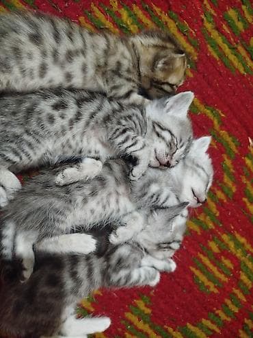 маленькие кошки: Кошка даром: Беспородная, 2 месяца, Мальчик, Приучена к лотку — 10