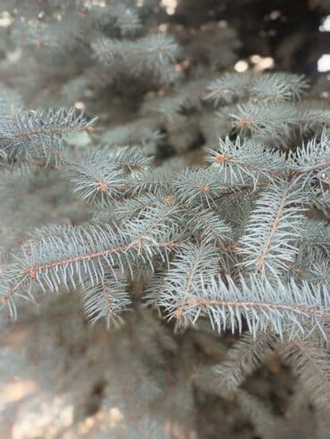 купить семена цветов в бишкеке: Көчөттөр дарактардын: Карагайлар — 4