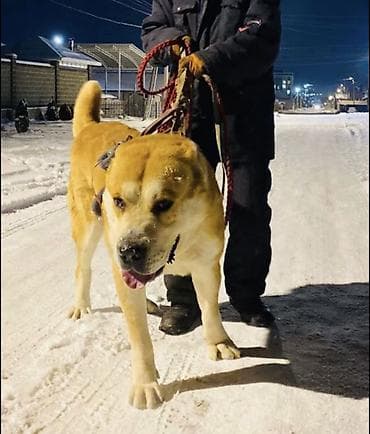 самоед собака: Вязка: Алабай, Самец, 2 года, С родословной — 2