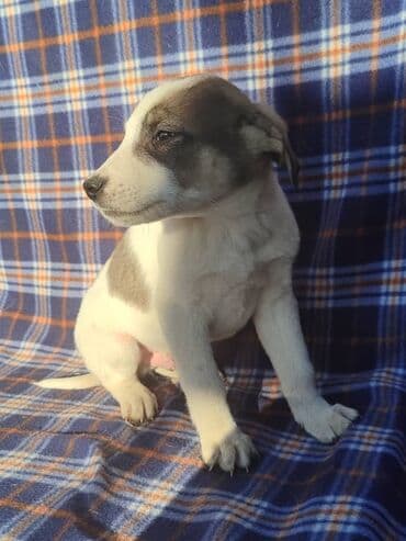 продажа собак бишкек: Ищем дом щенкам. Дважды привиты,имеют ветеринарные паспорта. Есть — 4