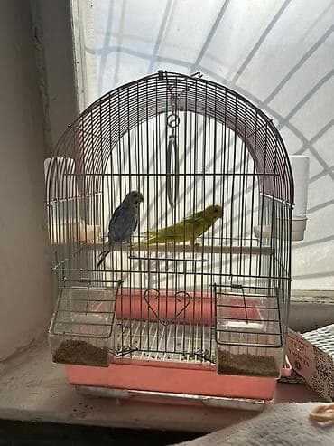 голубя: Волнистые попугаи с клеткой и аксессуарами. - Пара волнистых — 2