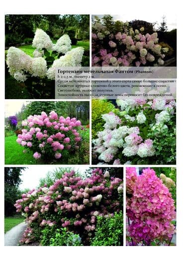 Гортензия! Шикарная Гортензия! Метельчатая, крупнолистная, древовидная