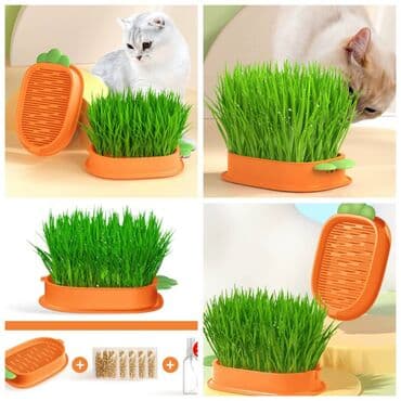 антибрык для коров купить: Продаю приспособление для выращивания травы для животных и людей(в — 1