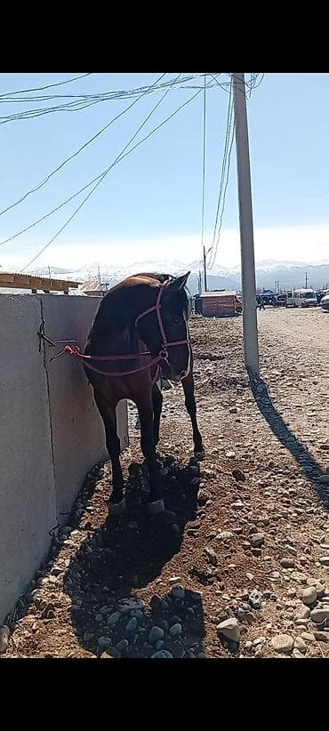 ит албай: Сатам | Байтал | Ат спорту — 6