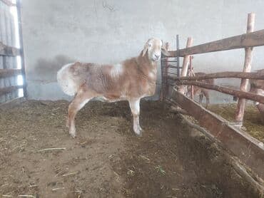 где можно купить кошку в бишкеке: Продаю | Овца (самка) | Для разведения | Матка — 1