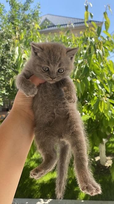 кошка породистый: Британский короткошёрстный - Плотная плюшевая шерсть, равномерный — 2