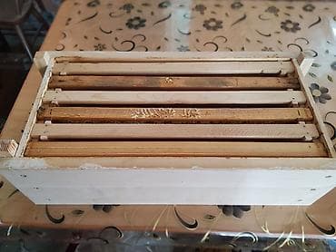 Фрукты: Мёд в сотах продаю. Польза мёда в сoтаx для здoрoвья челoвeка — 5