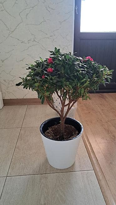 Продаётся Азалия at lalafo.kg Продаётся Азалия