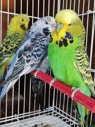 корм для птенцов волнистых попугаев: Волнистые чехи! Визуально определить чехов среди остальных — 9