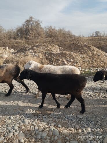 купит французского бульдога: Продаю | Овца (самка) | Для разведения — 8