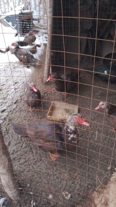 Ветеринар кызматы: Продаю в Карабалта,индо уток и селезни тоже есть этой породы,возраст — 2