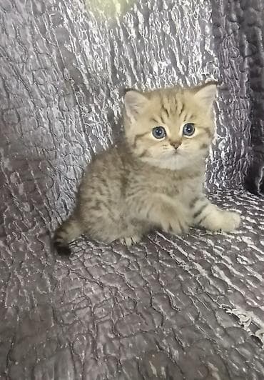 корм для рыб аквариумных: В продаже шотландский короткошёрстный котёнок, окрас золотой тигровый — 3