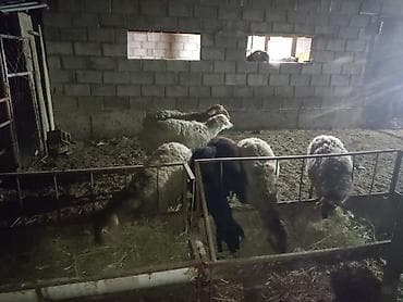 уй сатып алам бишкек: Сатам | Ургаачы кой (ургаачы) | Аргын | Көбөйтүү үчүн — 1