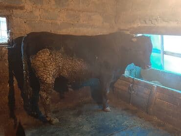 Собаки: Продаю | Бык (самец) | Для разведения | Привязанные — 3