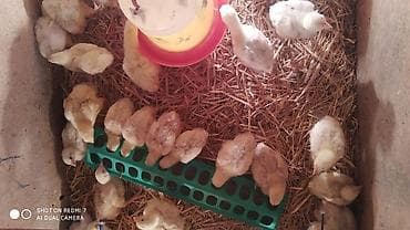 баранина туша цена: Продаю | Цыплята | Бройлерная | На забой — 7