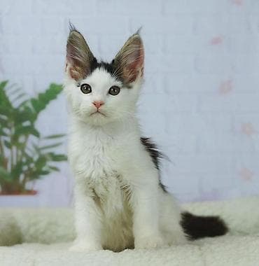 Котёнок мейн-кун, мальчик, возраст 2 мес. Окрас: белый с чёрно- — 1