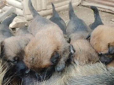 приют собак в бишкеке: Бельгийская овчарка,1 месяцев,3 самка, 4 самец — 1