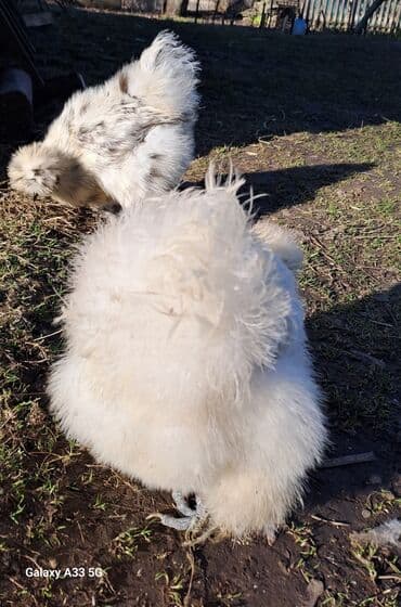 Грызуны: Продаю | Куры | Домашняя | Для разведения — 4