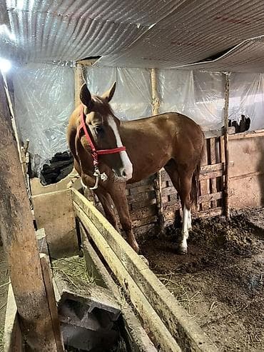 собаки бишкек купить: Продаю | Жеребец | Дончак | Для разведения — 3