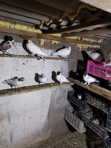 Животные: Продаю головастики,пакистанцы,такла турецкая,есть готовые пары и — 6