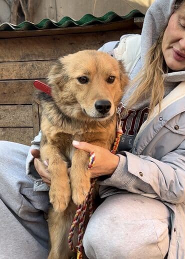 Аквариумдар: Ит бекер берилет: Жөнөкөй ит, 1 жаш, Ургаачы, Эмделген — 8