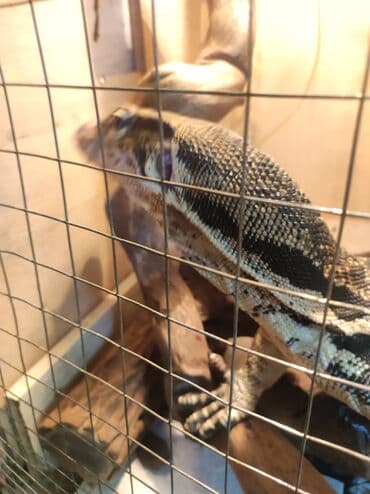 Грызуны: Варан Салватор (водяной/пятнистый) — крупная экзотическая ящерица — 3