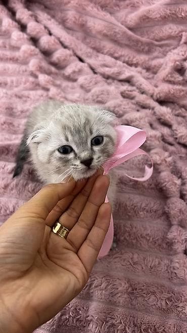 Шотландский вислоухий котёнок (Scottish Fold) - Окрас — 2