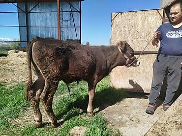 летающая белка: Продаю | Музоо, торпок | На откорм | Племенные — 2