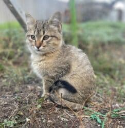 Иттер: Мышык бекер берилет: Породасыз, 3 айлык, Эркек, Лотокко барууга үйрөтүлгөн — 4