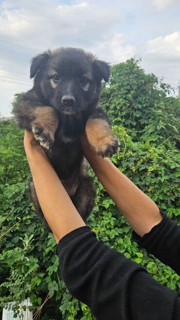 добрые руки: Собака даром: Дворняжка, 2 месяца, Самка — 3