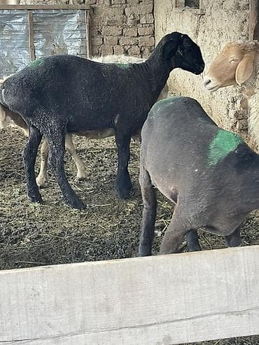 коша: Продаю | Овца (самка) | На забой — 10