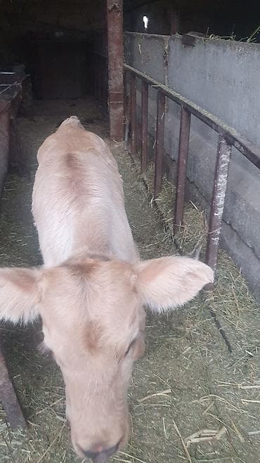 бык на племя: Продаю | Корова (самка) | Для разведения | После отела — 3