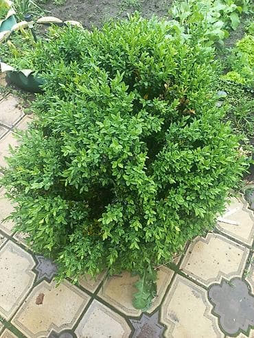 Самшит: Самшит (Buxus sempervirens) – декоративные вечнозелёные кусты для сада — 2