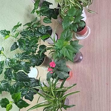 комнатная роза: Хлорофитум и гибискус (китайская роза) в горшках - Хлорофитум — 9