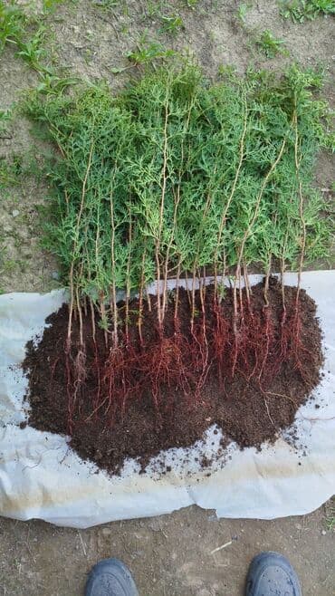 колоновидные саженцы: Саженцы деревьев: Туи — 10