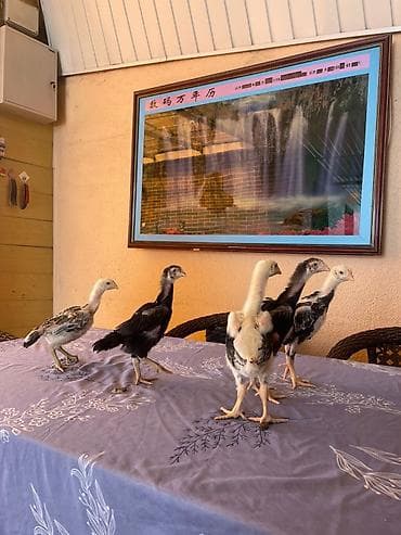 цеплят: Продаю | Цыплята | Бойцовая | Для разведения — 2